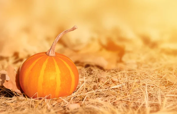 Uma Abóbora Contexto Outono Natural Conceito Colheita Outubro Outono Ação — Fotografia de Stock