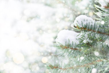 Karda firavun ağacı dalları ve defocus ışıkları. Kopyalama alanı olan Noel arkaplanı