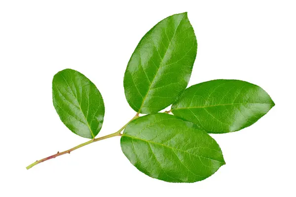 Färsk Grön Gren Salal Gaultheria Shallon Eller Lemon Leaf Isolerad Royaltyfria Stockbilder