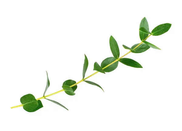 Eucalyptus Parvifolia Parvula Eller Small Leaved Gum Grön Gren Isolerad Stockbild