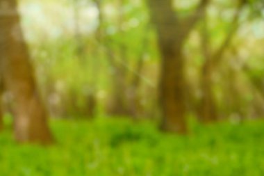 Özet olarak bulanık yeşil orman manzarası arka plan olarak