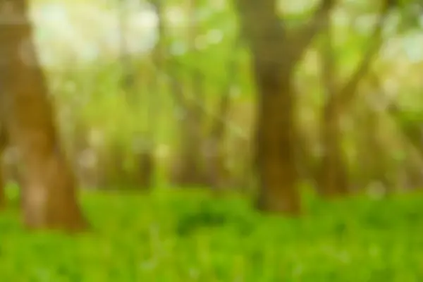 Özet olarak bulanık yeşil orman manzarası arka plan olarak