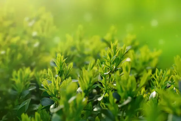 Güneş ışığında yeşil yapraklar, ilkbahar taze yeşillik, seçici odak