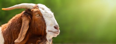 Horned anglo-nubian goat with lop ears on blurred green nature background, banner with copy space clipart