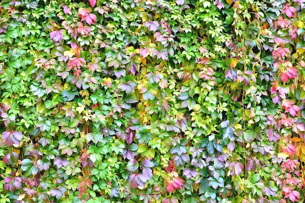 wall overgrown with climbing plant, wall texture of colorful leaves for design backgrounds and eco backgrounds and carvings for artwork