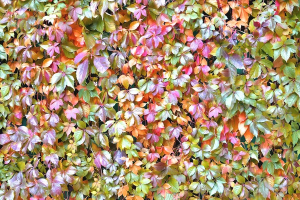 wall overgrown with climbing plant, wall texture of colorful leaves for design backgrounds and eco backgrounds and carvings for artwork color tinting
