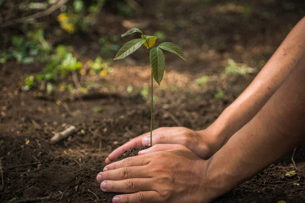 stock image A man holding young plant in hands. Ecology concept