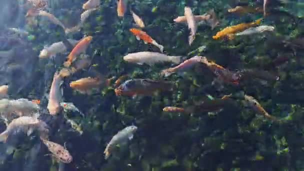 Kolorowe Ryby Karpia Koi Stawie Świeżą Czystą Wodą — Wideo stockowe