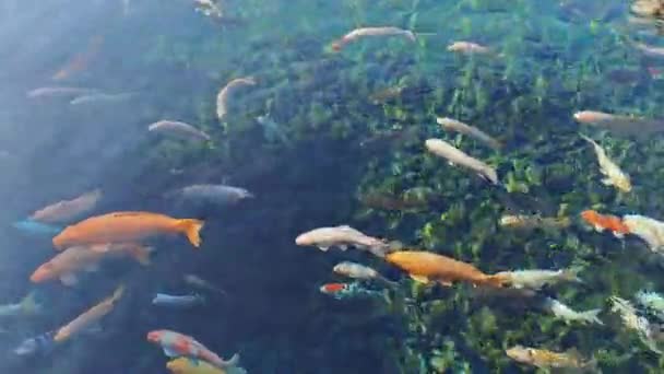 Kolorowe Ryby Karpia Koi Stawie Świeżą Czystą Wodą — Wideo stockowe
