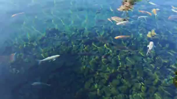 Kleurrijke Koikarper Vis Vijver Met Fris Helder Water — Stockvideo