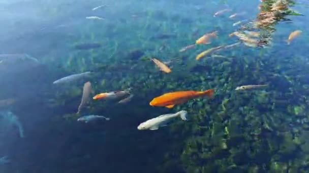 Kleurrijke Koikarper Vis Vijver Met Fris Helder Water — Stockvideo