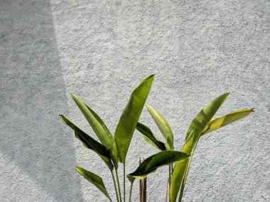 Tropikal yaprak, duvarda yeşil doğa. Strelitzia retinae yaprağı, cennet yaprakları kuşu (Heliconia yaprağı)).