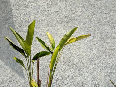 Tropikal yaprak, duvarda yeşil doğa. Strelitzia retinae yaprağı, cennet yaprakları kuşu (Heliconia yaprağı)).