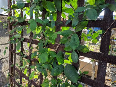 Demir çitlerde büyüyen fasulye bitkisi, doğa.