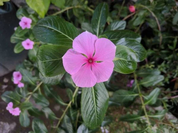Güzel pembe kataranthus gül çiçeği. Madagaskar menekşesi yakın çekim