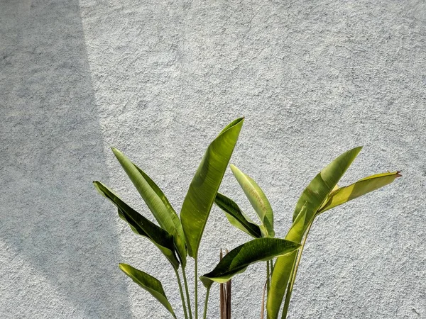 Tropical leaf, green nature on wall background. Strelitzia retinae foliage, Bird of paradise foliage (Heliconia leaf).