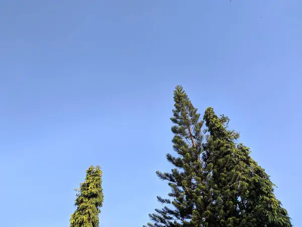 Paisagem Verão Brilhante Sozinho Pinho Macio Sobre Céu Azul — Fotografia de Stock