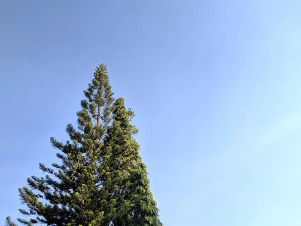 Pemandangan Musim Panas Yang Cerah Pohon Pinus Lembut Atas Langit — Stok Foto