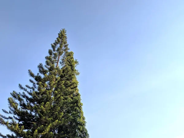 Helle Sommerlandschaft Allein Zarter Kiefernbaum Über Blauem Himmel — Stockfoto