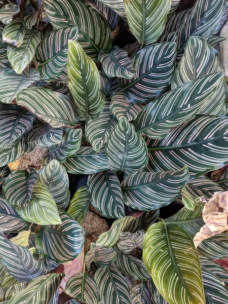 Calathea bitkisi, yeşil kapalı alan bitkileri. Calathea orbifolia Bolivya 'ya özgü bir dua bitkisi türüdür..