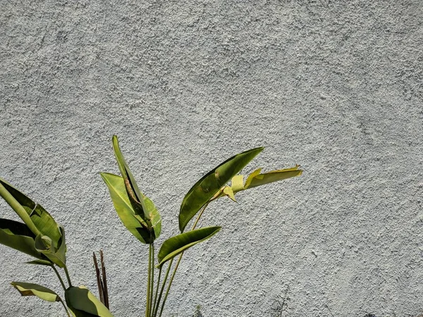 Tropical leaf, green nature on wall background. Strelitzia retinae foliage, Bird of paradise foliage (Heliconia leaf).