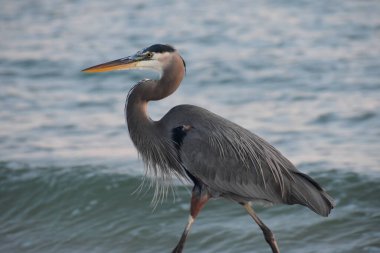 Büyük mavi balıkçıl kumsalda yürüyor.