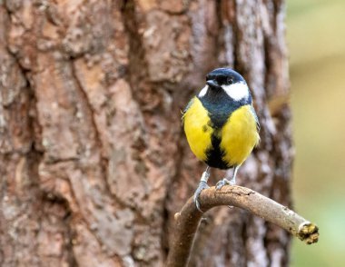 Great tit bird in the forest