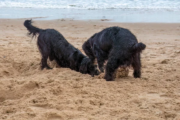 Nahaufnahme Entzückender Hunde Sandstrand — Stockfoto