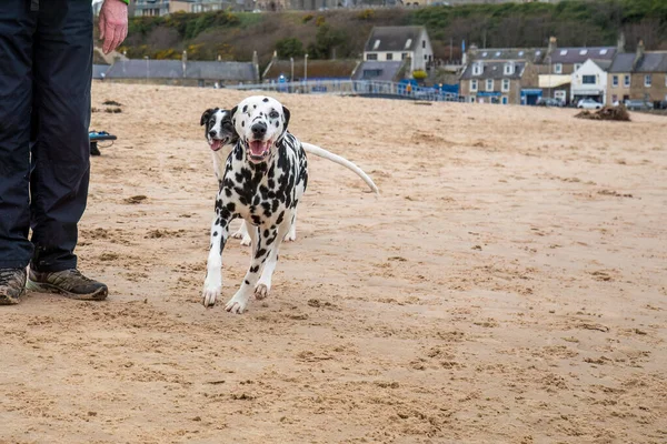 Nahaufnahme Eines Entzückenden Hundes Sandstrand — Stockfoto