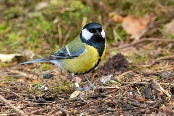 Great Tit Bird Forest — Stock Photo, Image