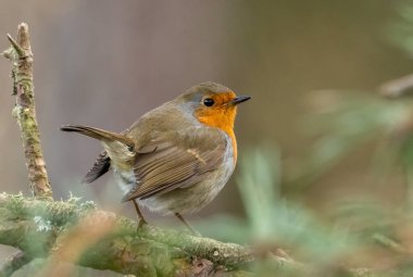 Robin Red Göğüs Bir dalda