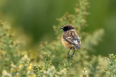 Taştan kuş, güzel sarı ve yeşil boğaza tünedi.