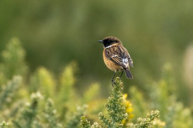 Taştan kuş, güzel sarı ve yeşil boğaza tünedi.
