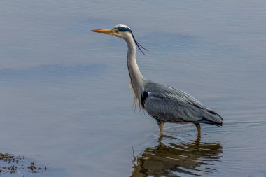 Nehirdeki gri balıkçıl balık yakalar ve yer.