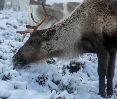 Cairngorm 'larda karda ren geyiği