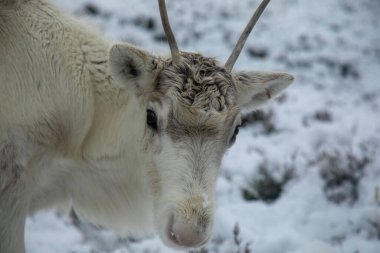 Cairngorm 'larda karda ren geyiği