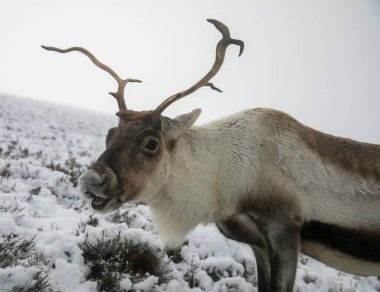 Cairngorm 'larda karda ren geyiği