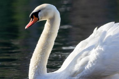 Sudaki güzel kuğunun yakın plan görüntüsü.
