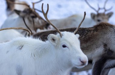 Cairngorm 'larda karda ren geyiği sürüsü