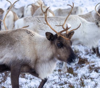 Cairngorm 'larda karda ren geyiği