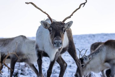 Cairngorm 'larda karda ren geyiği