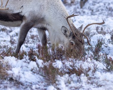 Cairngorm 'larda karda ren geyiği