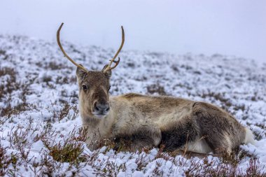 Cairngorm 'larda karda ren geyiği