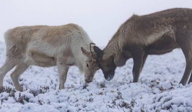 Cairngorm 'larda karda ren geyiği sürüsü