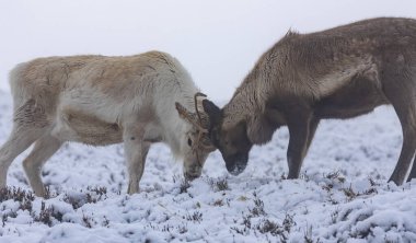 Reindeer herd in the snow in the Cairngorms clipart