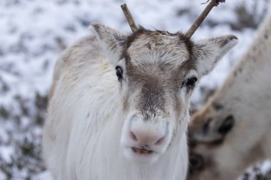 Cairngorm 'larda karda ren geyiği