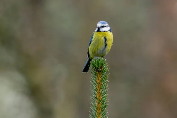 Great tit bird in the forest