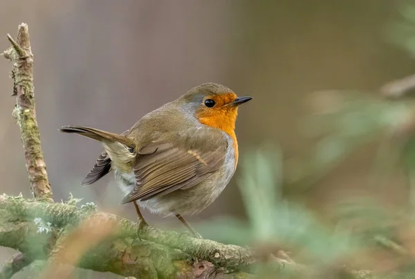 Robin Red Breast Branch — Stock Photo, Image