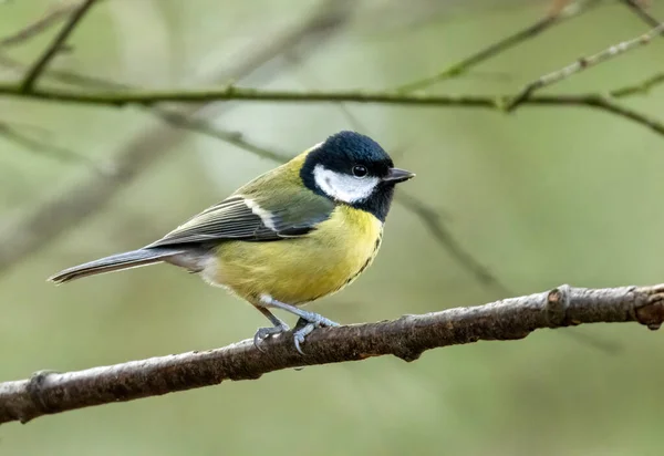Great Tit Bird Forest — Fotografia de Stock