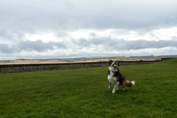 Collie Hund Spielt Auf Dem Rasen — Stockfoto